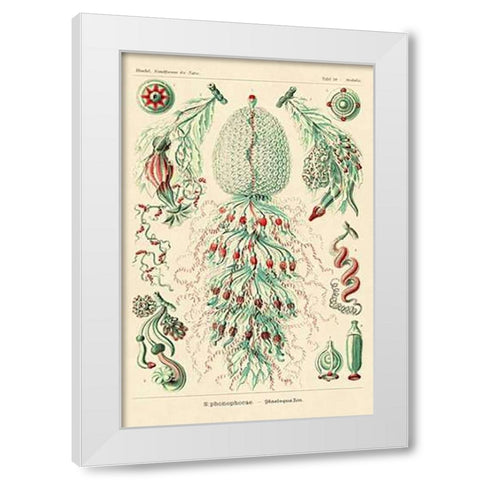 Haeckel Nature Illustrations: Siphoneae Hydrozoa White Modern Wood Framed Art Print by Haeckel, Ernst