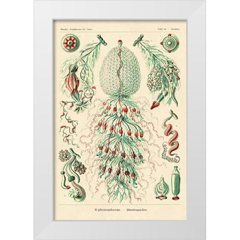 Haeckel Nature Illustrations: Siphoneae Hydrozoa White Modern Wood Framed Art Print by Haeckel, Ernst