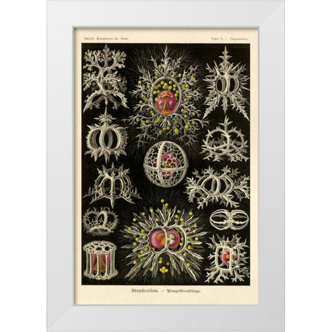 Haeckel Nature Illustrations: Stephoidea White Modern Wood Framed Art Print by Haeckel, Ernst
