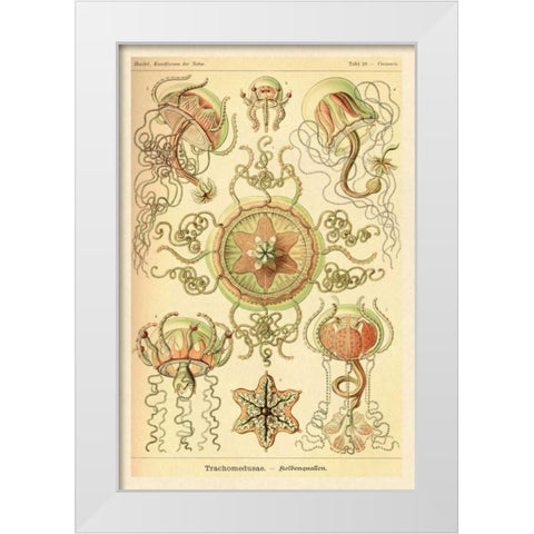 Haeckel Nature Illustrations: Trachomedusae - Jellyfish White Modern Wood Framed Art Print by Haeckel, Ernst