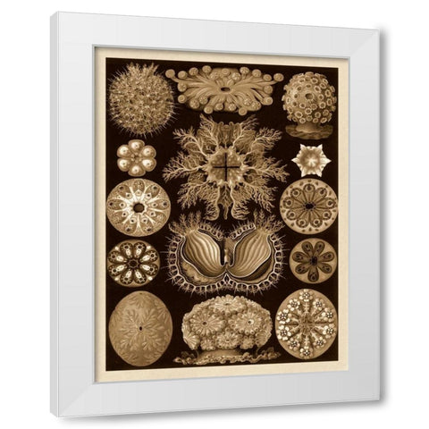 Haeckel Nature Illustrations: Ascidiae - Sepia Tint White Modern Wood Framed Art Print by Haeckel, Ernst