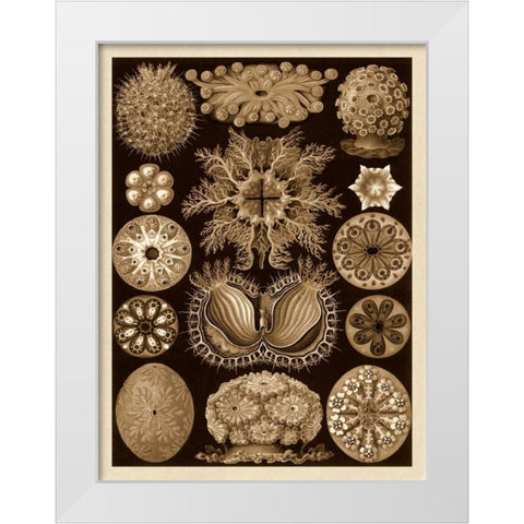 Haeckel Nature Illustrations: Ascidiae - Sepia Tint White Modern Wood Framed Art Print by Haeckel, Ernst