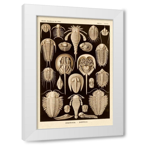 Haeckel Nature Illustrations: Athropods - Sepia Tint White Modern Wood Framed Art Print by Haeckel, Ernst