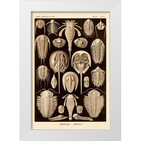 Haeckel Nature Illustrations: Athropods - Sepia Tint White Modern Wood Framed Art Print by Haeckel, Ernst