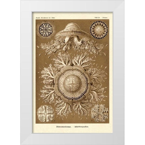 Haeckel Nature Illustrations: Jelly Fish - Sepia Tint White Modern Wood Framed Art Print by Haeckel, Ernst