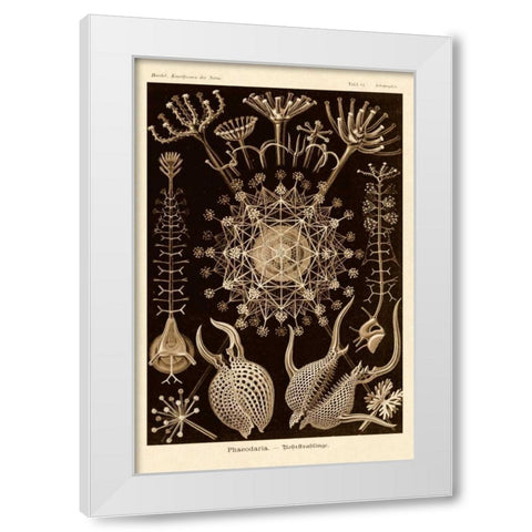 Haeckel Nature Illustrations: Phaeodaria radiolarians - Sepia Tint White Modern Wood Framed Art Print by Haeckel, Ernst