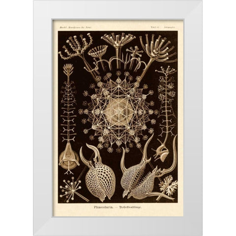 Haeckel Nature Illustrations: Phaeodaria radiolarians - Sepia Tint White Modern Wood Framed Art Print by Haeckel, Ernst