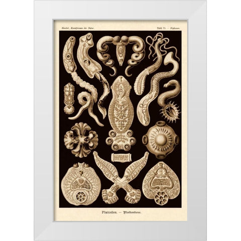 Haeckel Nature Illustrations: Flatworms - Sepia Tint White Modern Wood Framed Art Print by Haeckel, Ernst