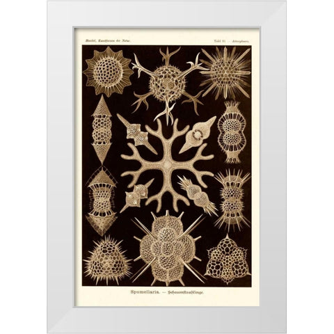 Haeckel Nature Illustrations: Spumellaria - Sepia Tint White Modern Wood Framed Art Print by Haeckel, Ernst