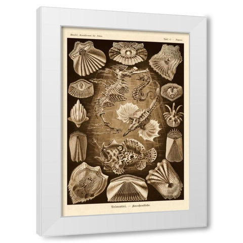 Haeckel Nature Illustrations: Teleostei, bony Fishes - Sepia Tint White Modern Wood Framed Art Print by Haeckel, Ernst