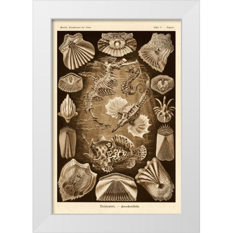 Haeckel Nature Illustrations: Teleostei, bony Fishes - Sepia Tint White Modern Wood Framed Art Print by Haeckel, Ernst