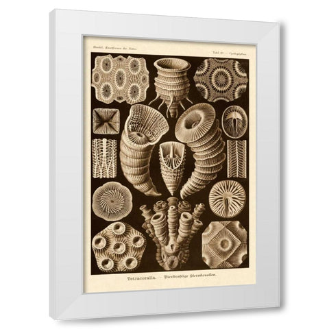 Haeckel Nature Illustrations: Tetracoralla, Coral - Sepia Tint White Modern Wood Framed Art Print by Haeckel, Ernst