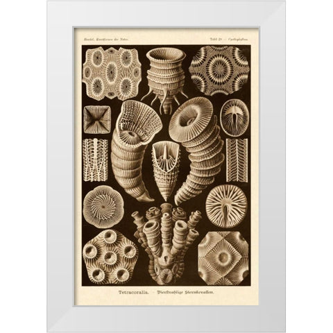 Haeckel Nature Illustrations: Tetracoralla, Coral - Sepia Tint White Modern Wood Framed Art Print by Haeckel, Ernst