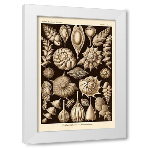 Haeckel Nature Illustrations: Thalamophora, Forminifera - Sepia Tint White Modern Wood Framed Art Print by Haeckel, Ernst