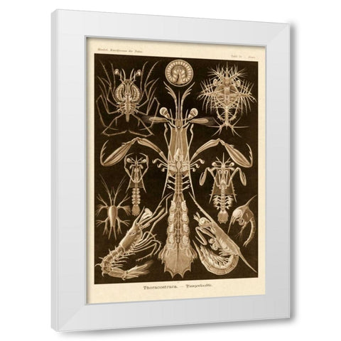 Haeckel Nature Illustrations: Thoracostraca, Crustaceans - Sepia Tint White Modern Wood Framed Art Print by Haeckel, Ernst