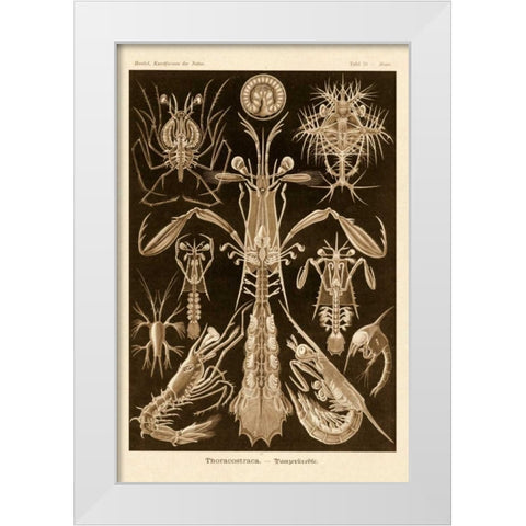 Haeckel Nature Illustrations: Thoracostraca, Crustaceans - Sepia Tint White Modern Wood Framed Art Print by Haeckel, Ernst