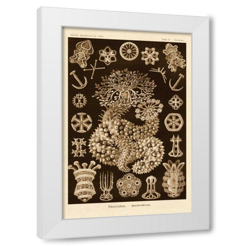 Haeckel Nature Illustrations: Sea Cucumbers - Sepia Tint White Modern Wood Framed Art Print by Haeckel, Ernst