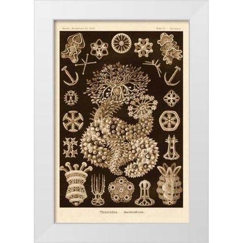 Haeckel Nature Illustrations: Sea Cucumbers - Sepia Tint White Modern Wood Framed Art Print by Haeckel, Ernst