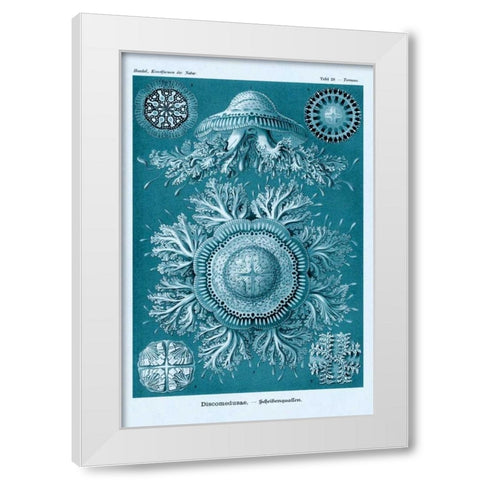 Haeckel Nature Illustrations: Jelly Fish - Blue-Green Tint White Modern Wood Framed Art Print by Haeckel, Ernst