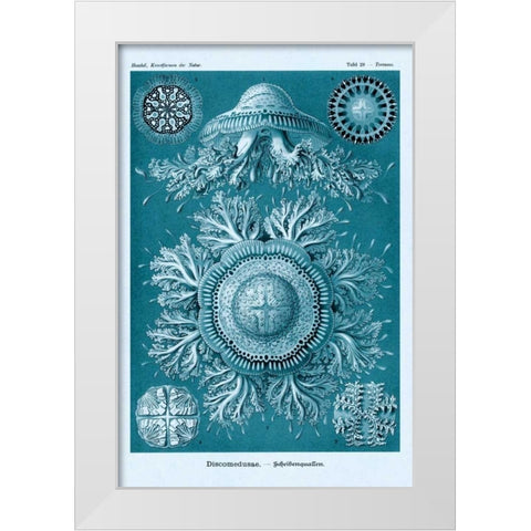 Haeckel Nature Illustrations: Jelly Fish - Blue-Green Tint White Modern Wood Framed Art Print by Haeckel, Ernst