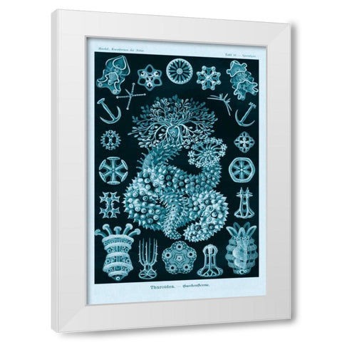 Haeckel Nature Illustrations: Sea Cucumbers - Blue-Green Tint White Modern Wood Framed Art Print by Haeckel, Ernst