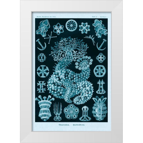 Haeckel Nature Illustrations: Sea Cucumbers - Blue-Green Tint White Modern Wood Framed Art Print by Haeckel, Ernst