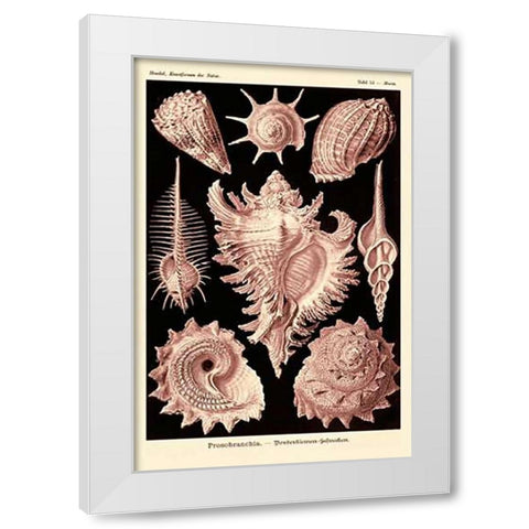 Haeckel Nature Illustrations: Gastropods - Rose Tint White Modern Wood Framed Art Print by Haeckel, Ernst