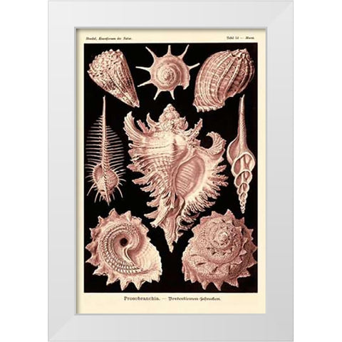 Haeckel Nature Illustrations: Gastropods - Rose Tint White Modern Wood Framed Art Print by Haeckel, Ernst