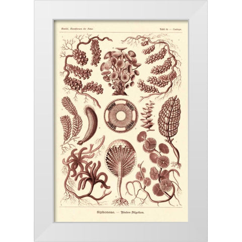 Haeckel Nature Illustrations: Siphoneae Hydrozoa - Rose Tint White Modern Wood Framed Art Print by Haeckel, Ernst