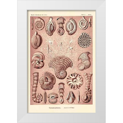 Haeckel Nature Illustrations: Talamophora, Formanifera, Rhisopods - Rose Tint White Modern Wood Framed Art Print by Haeckel, Ernst