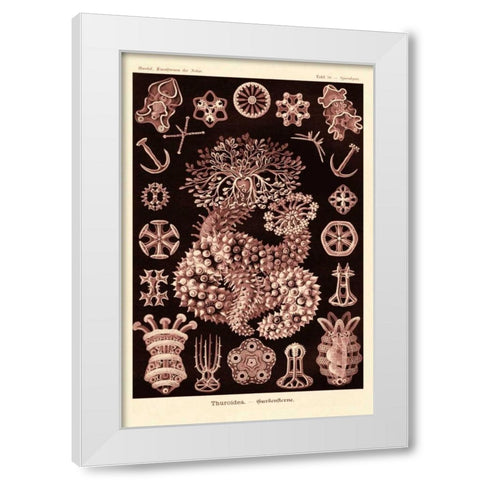 Haeckel Nature Illustrations: Sea Cucumbers- Rose Tint White Modern Wood Framed Art Print by Haeckel, Ernst