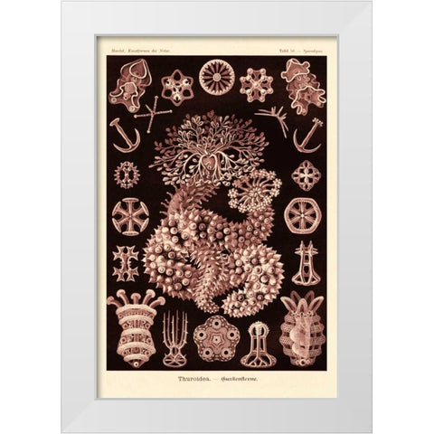 Haeckel Nature Illustrations: Sea Cucumbers- Rose Tint White Modern Wood Framed Art Print by Haeckel, Ernst