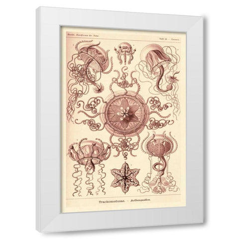 Haeckel Nature Illustrations: Trachomedusae - Jellyfish - Rose Tint White Modern Wood Framed Art Print by Haeckel, Ernst