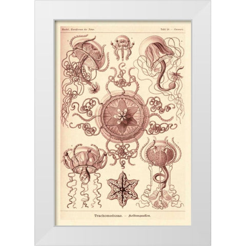Haeckel Nature Illustrations: Trachomedusae - Jellyfish - Rose Tint White Modern Wood Framed Art Print by Haeckel, Ernst