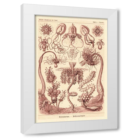 Haeckel Nature Illustrations: Tubularida - Tubularians - Rose Tint White Modern Wood Framed Art Print by Haeckel, Ernst
