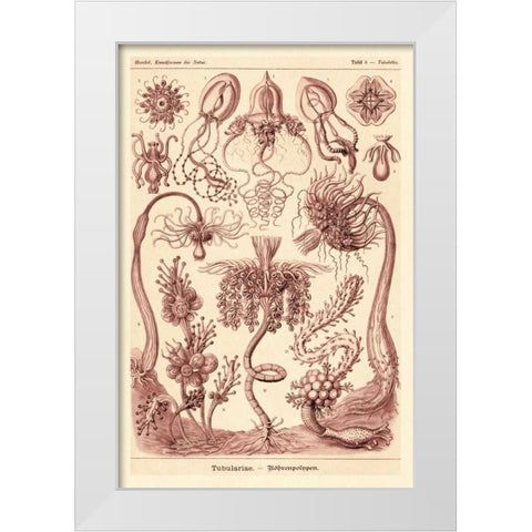 Haeckel Nature Illustrations: Tubularida - Tubularians - Rose Tint White Modern Wood Framed Art Print by Haeckel, Ernst