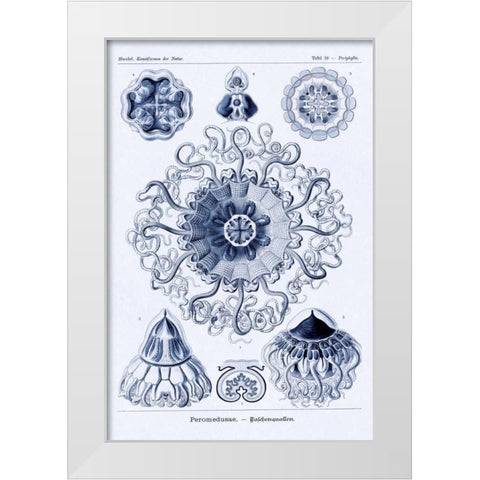 Haeckel Nature Illustrations: Polycytaria Radiolaria - Dark Blue Tint White Modern Wood Framed Art Print by Haeckel, Ernst