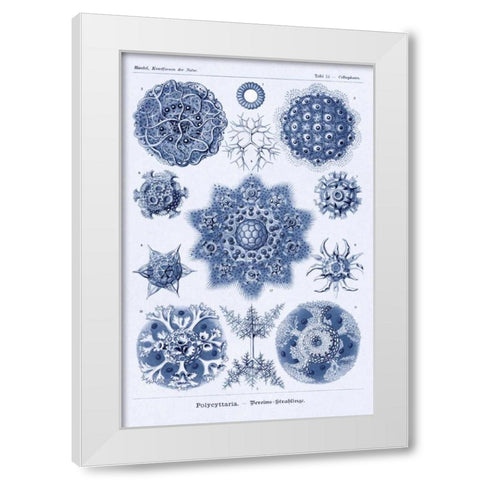 Haeckel Nature Illustrations: Siphoneae Hydrozoa - Dark Blue Tint White Modern Wood Framed Art Print by Haeckel, Ernst