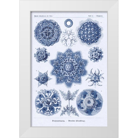 Haeckel Nature Illustrations: Siphoneae Hydrozoa - Dark Blue Tint White Modern Wood Framed Art Print by Haeckel, Ernst
