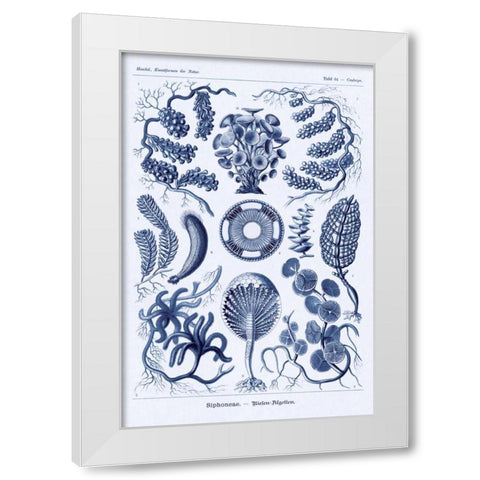 Haeckel Nature Illustrations: Siphoneae Hydrozoa - Dark Blue Tint White Modern Wood Framed Art Print by Haeckel, Ernst