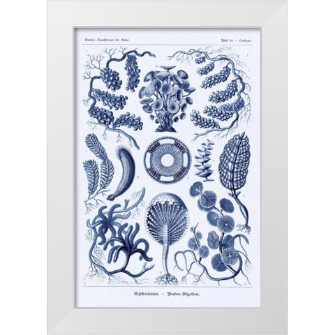 Haeckel Nature Illustrations: Siphoneae Hydrozoa - Dark Blue Tint White Modern Wood Framed Art Print by Haeckel, Ernst