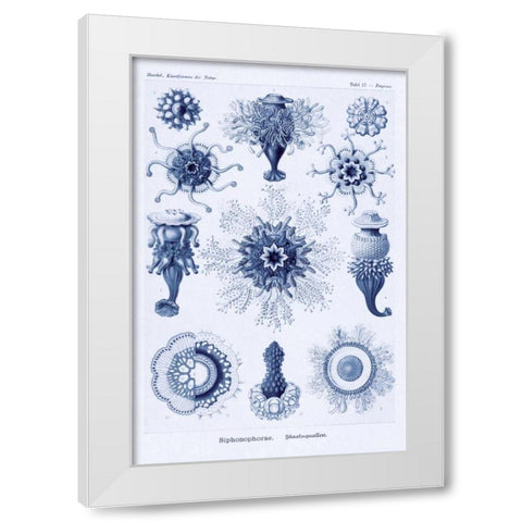 Haeckel Nature Illustrations: Siphoneae Hydrozoa - Dark Blue Tint White Modern Wood Framed Art Print by Haeckel, Ernst
