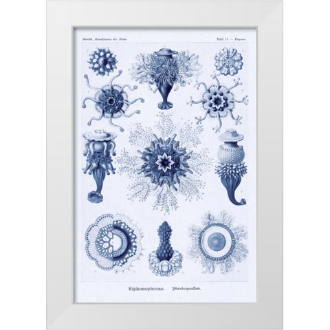 Haeckel Nature Illustrations: Siphoneae Hydrozoa - Dark Blue Tint White Modern Wood Framed Art Print by Haeckel, Ernst