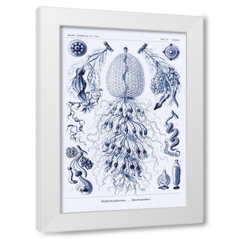 Haeckel Nature Illustrations: Siphoneae Hydrozoa - Dark Blue Tint White Modern Wood Framed Art Print by Haeckel, Ernst