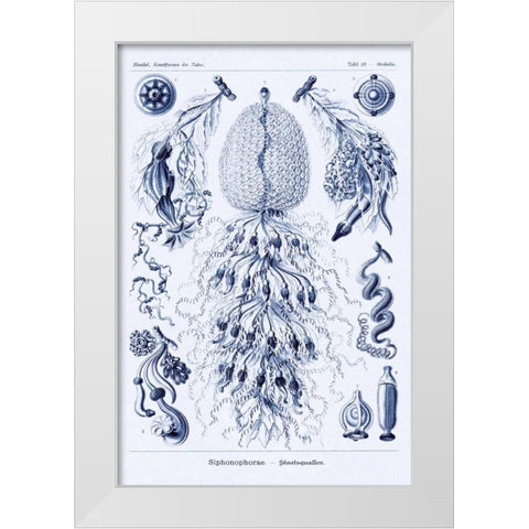 Haeckel Nature Illustrations: Siphoneae Hydrozoa - Dark Blue Tint White Modern Wood Framed Art Print by Haeckel, Ernst