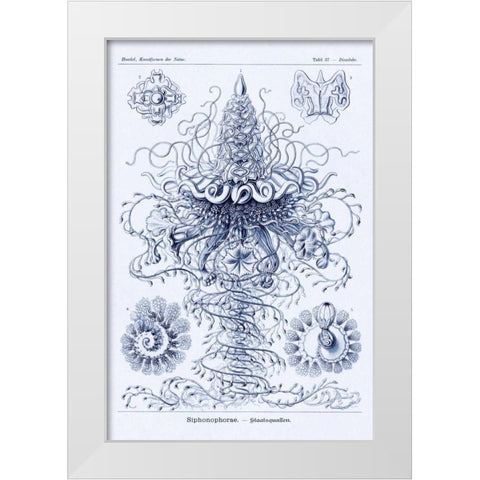 Haeckel Nature Illustrations: Tubularida - Tubularians - Dark Blue Tint White Modern Wood Framed Art Print by Haeckel, Ernst