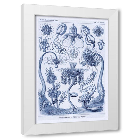 Haeckel Nature Illustrations: Cephlopods - Dark Blue Tint White Modern Wood Framed Art Print by Haeckel, Ernst