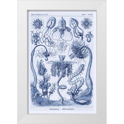 Haeckel Nature Illustrations: Cephlopods - Dark Blue Tint White Modern Wood Framed Art Print by Haeckel, Ernst