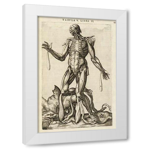 Male figure with muscles and skeleton White Modern Wood Framed Art Print by Versalius, Andreas