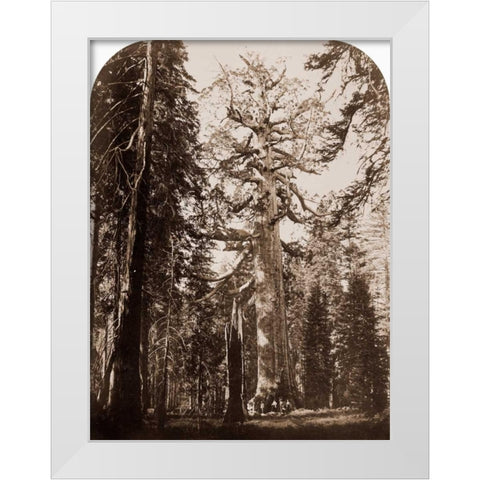 Grizzly Giant - 33 ft. diam. -  Mariposa Grove, Yosemite, California, 1861 White Modern Wood Framed Art Print by Watkins, Carleton